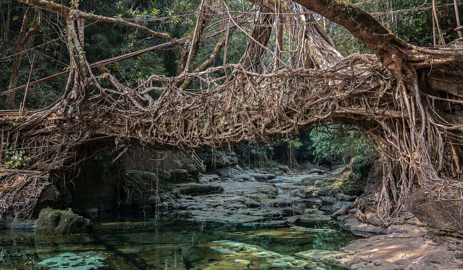 A living root bridge spanning a clear forest stream in Meghalaya