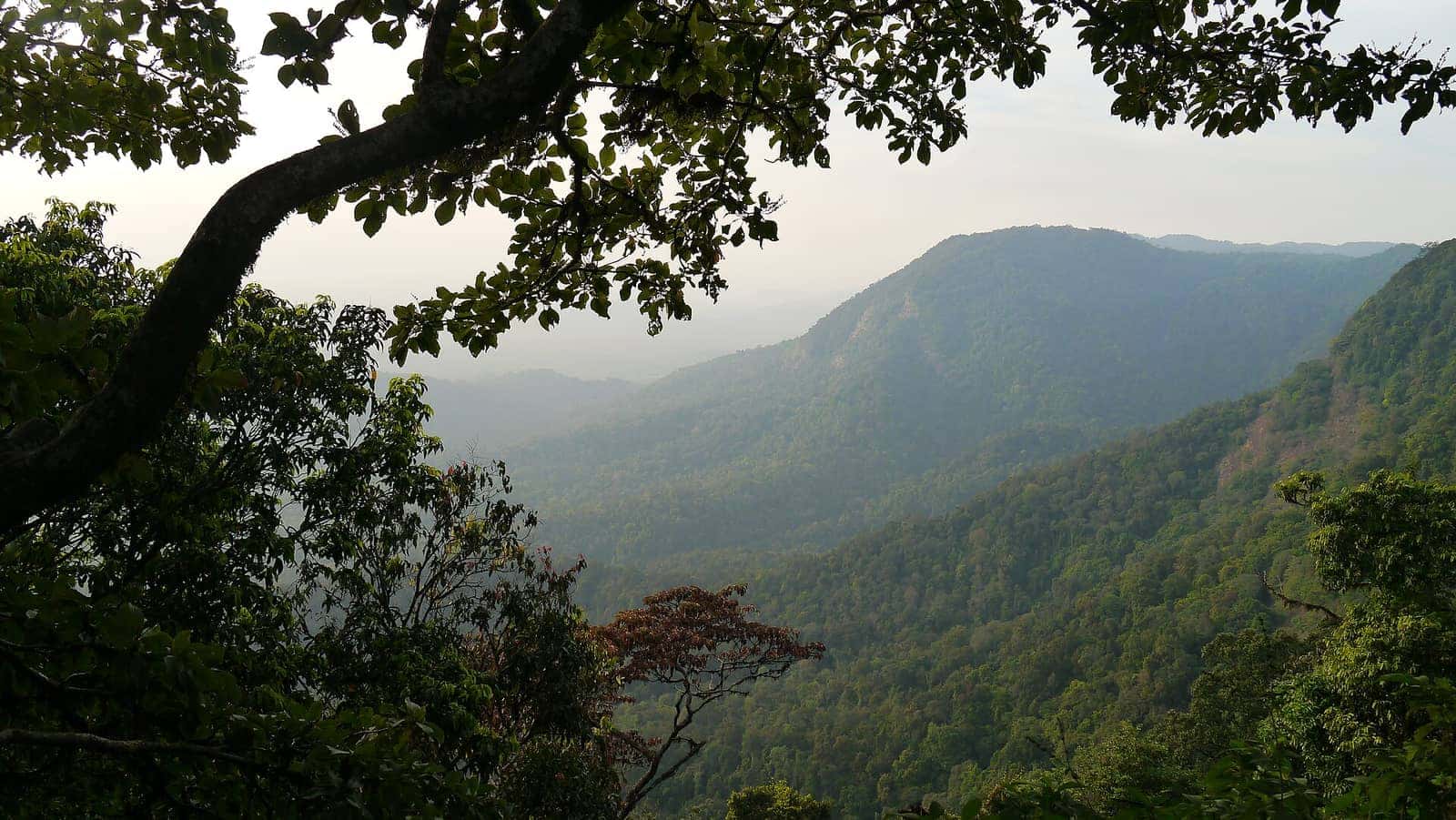 Evening view over forested valleys from the sunset point at Agumbe